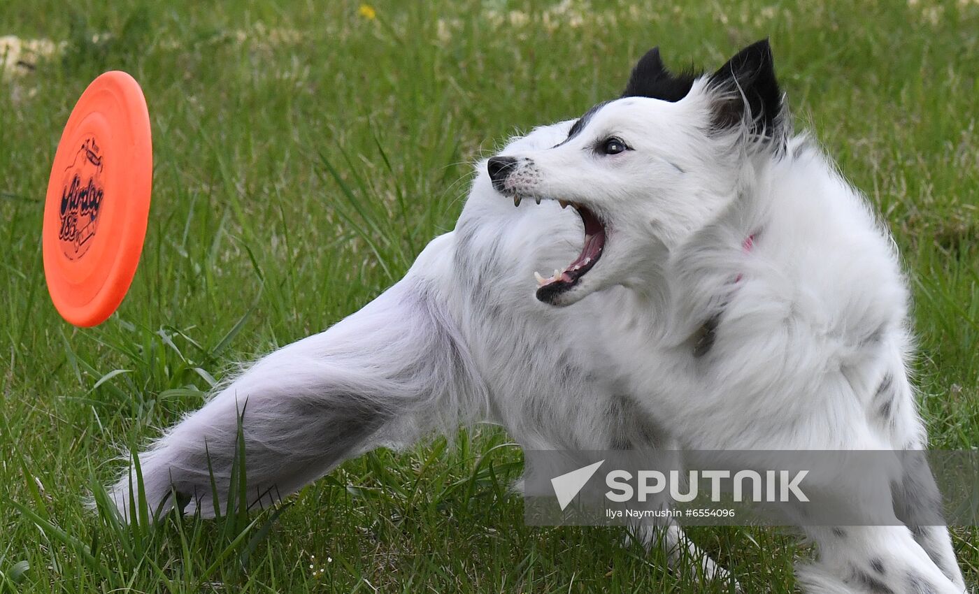 Russia Dog Training Competitions