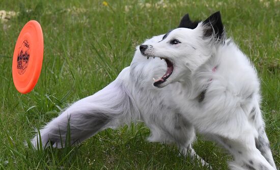 Russia Dog Training Competitions