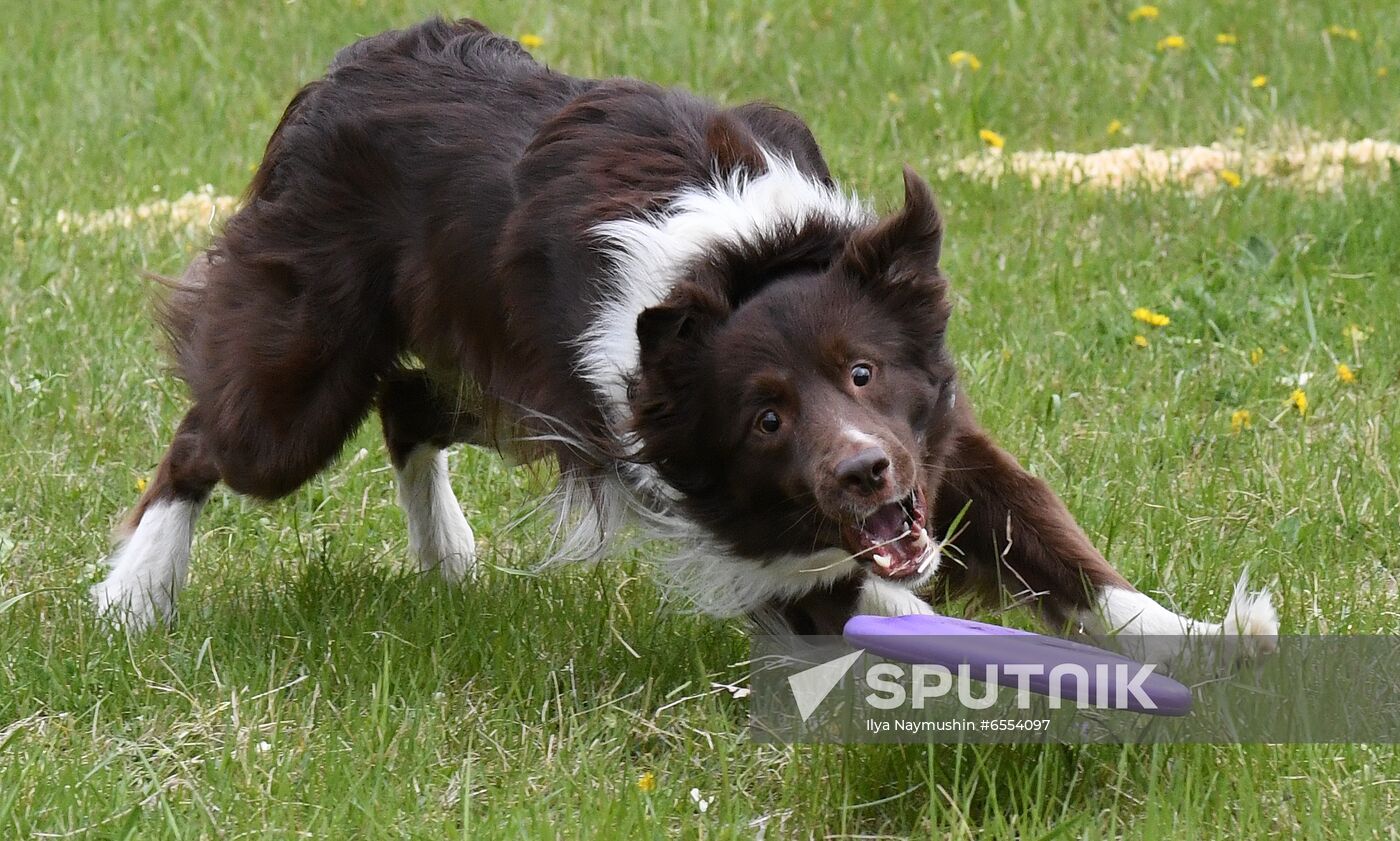 Russia Dog Training Competitions