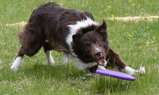 Russia Dog Training Competitions