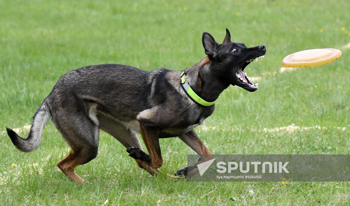 Russia Dog Training Competitions