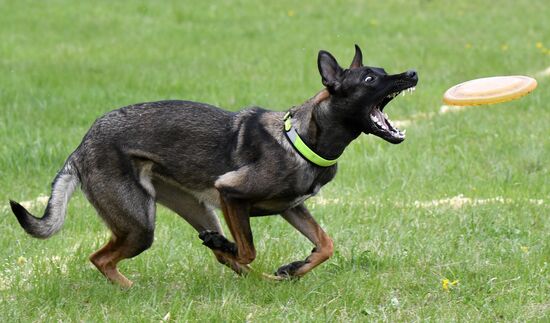 Russia Dog Training Competitions