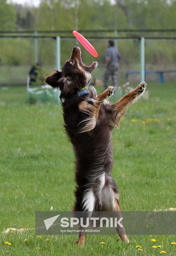 Russia Dog Training Competitions