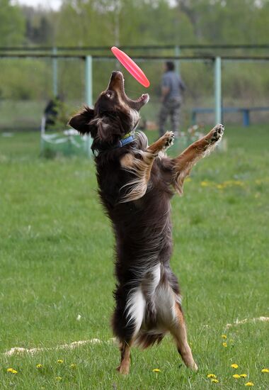 Russia Dog Training Competitions