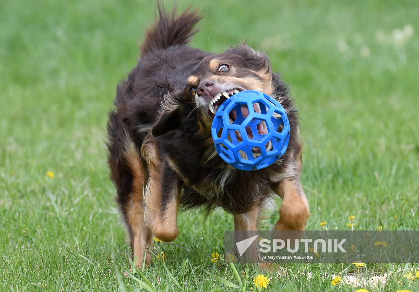 Russia Dog Training Competitions