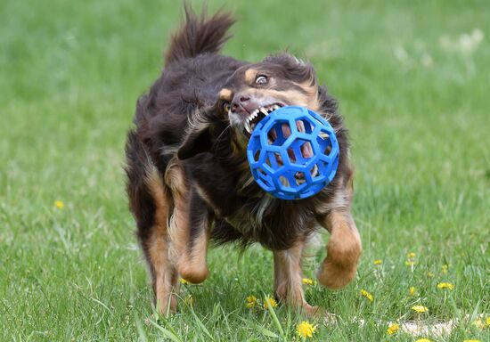 Russia Dog Training Competitions