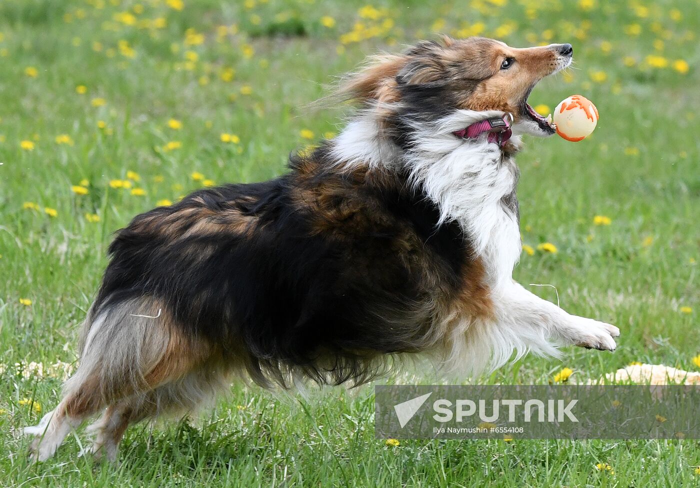 Russia Dog Training Competitions