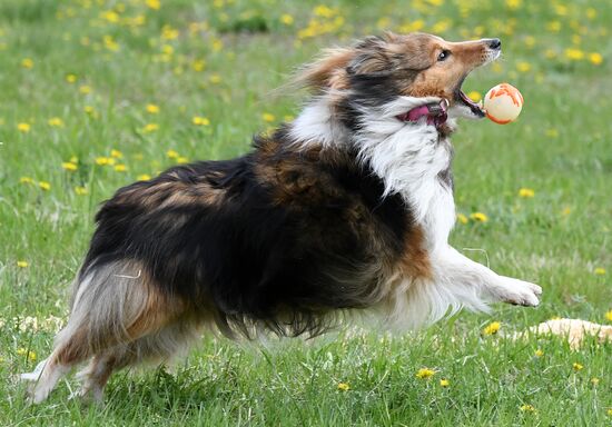 Russia Dog Training Competitions