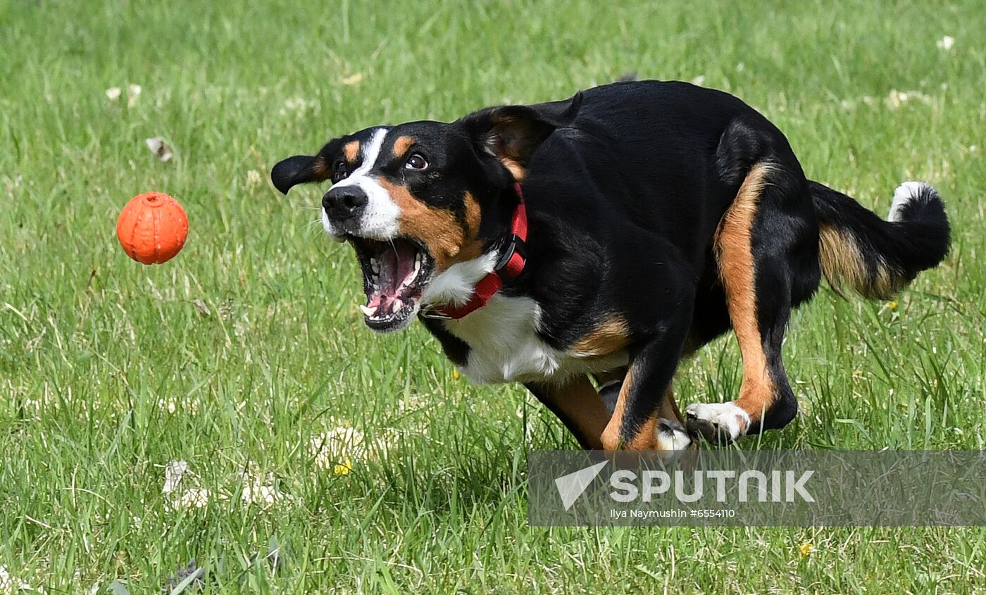 Russia Dog Training Competitions