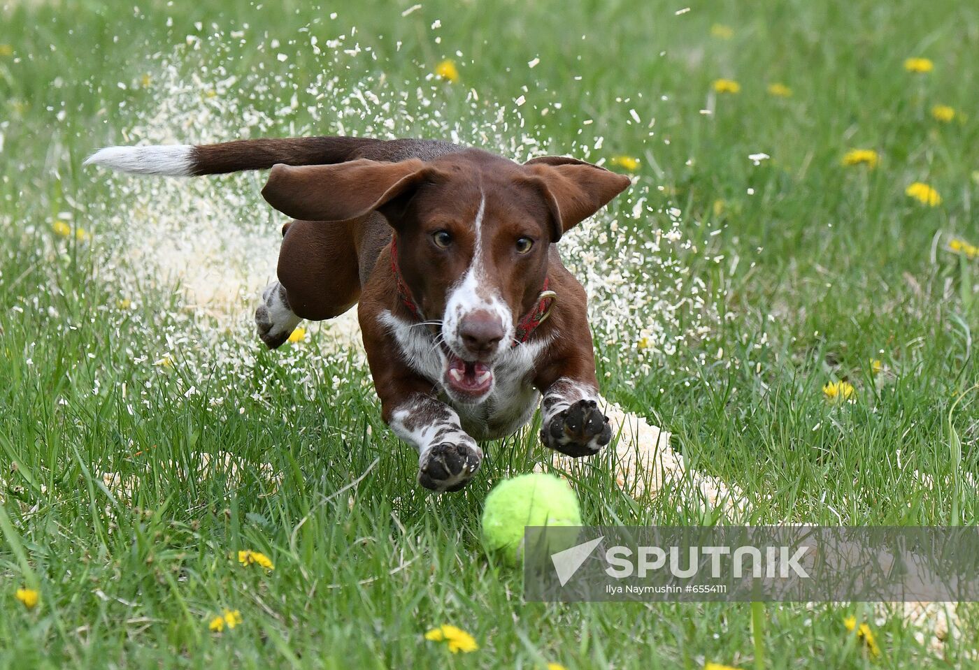 Russia Dog Training Competitions