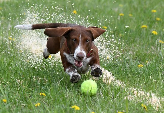 Russia Dog Training Competitions