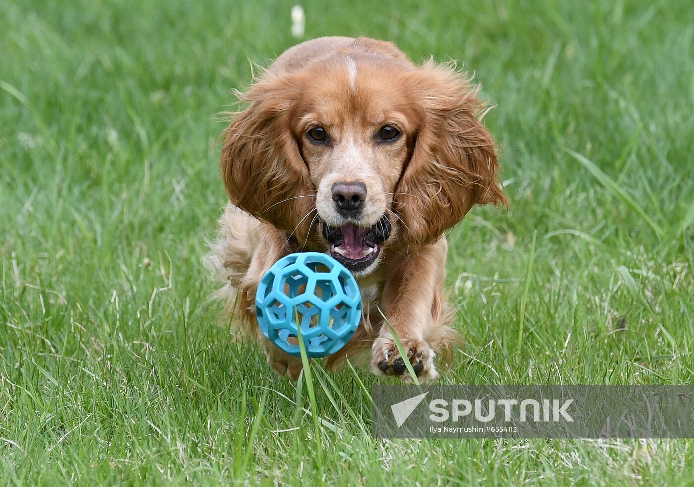 Russia Dog Training Competitions