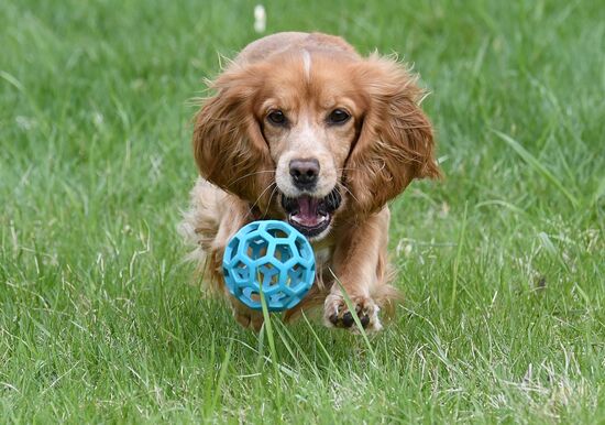 Russia Dog Training Competitions