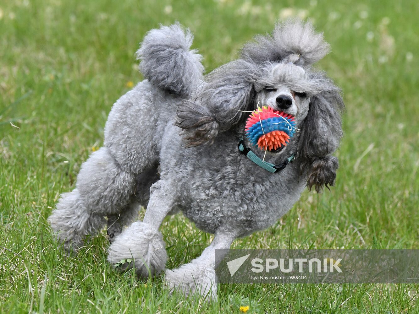 Russia Dog Training Competitions