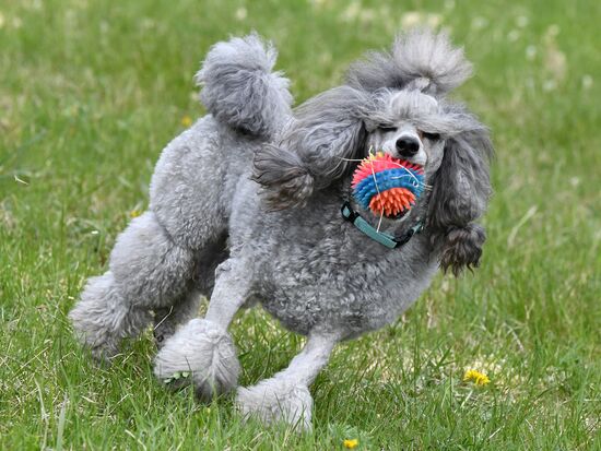Russia Dog Training Competitions