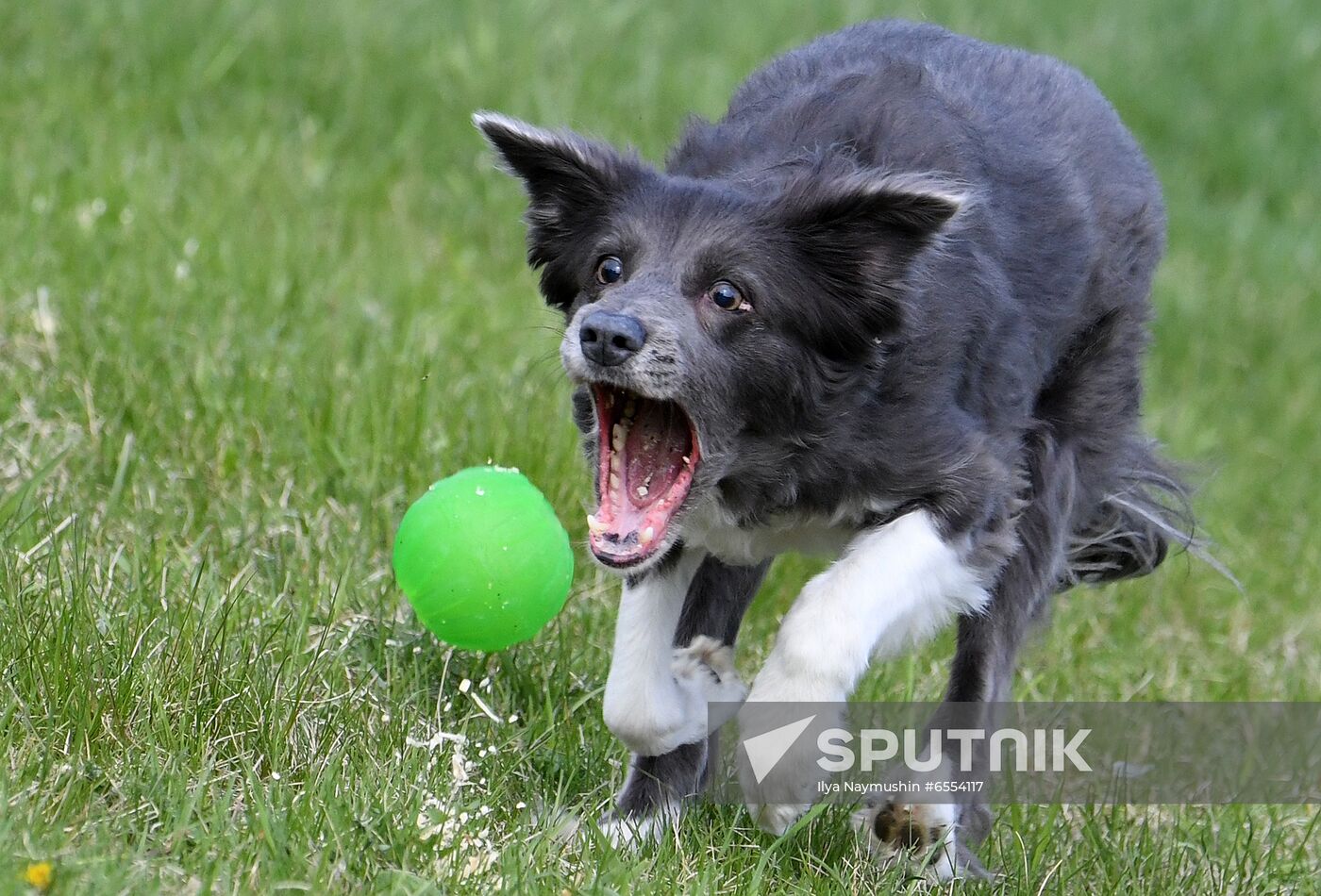 Russia Dog Training Competitions