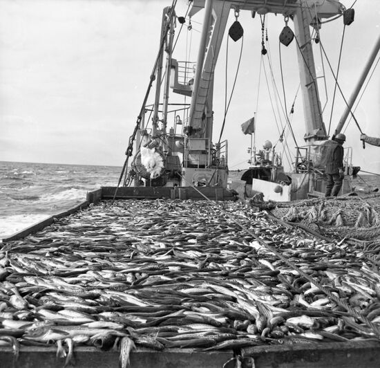 Fishing season in Primorye Territory