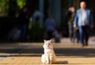 A cat is seen, in Zelenogradsk, Kaliningrad region, Russia. Location: Russia, Kaliningrad Region, Zelenogradsk. Author: Mikhail Golenkov/Sputnik. Russia Tourism