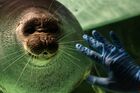 Baikal seal is seen in the aviary of the Moskvarium Center for Oceanography and Marine Biology, at the Exhibition of Achievements of National Economy (VDNH) in Moscow, Russia. Location: Russia, Moscow. Author: Vladimir Pesnya/Sputnik. Russia Zoo