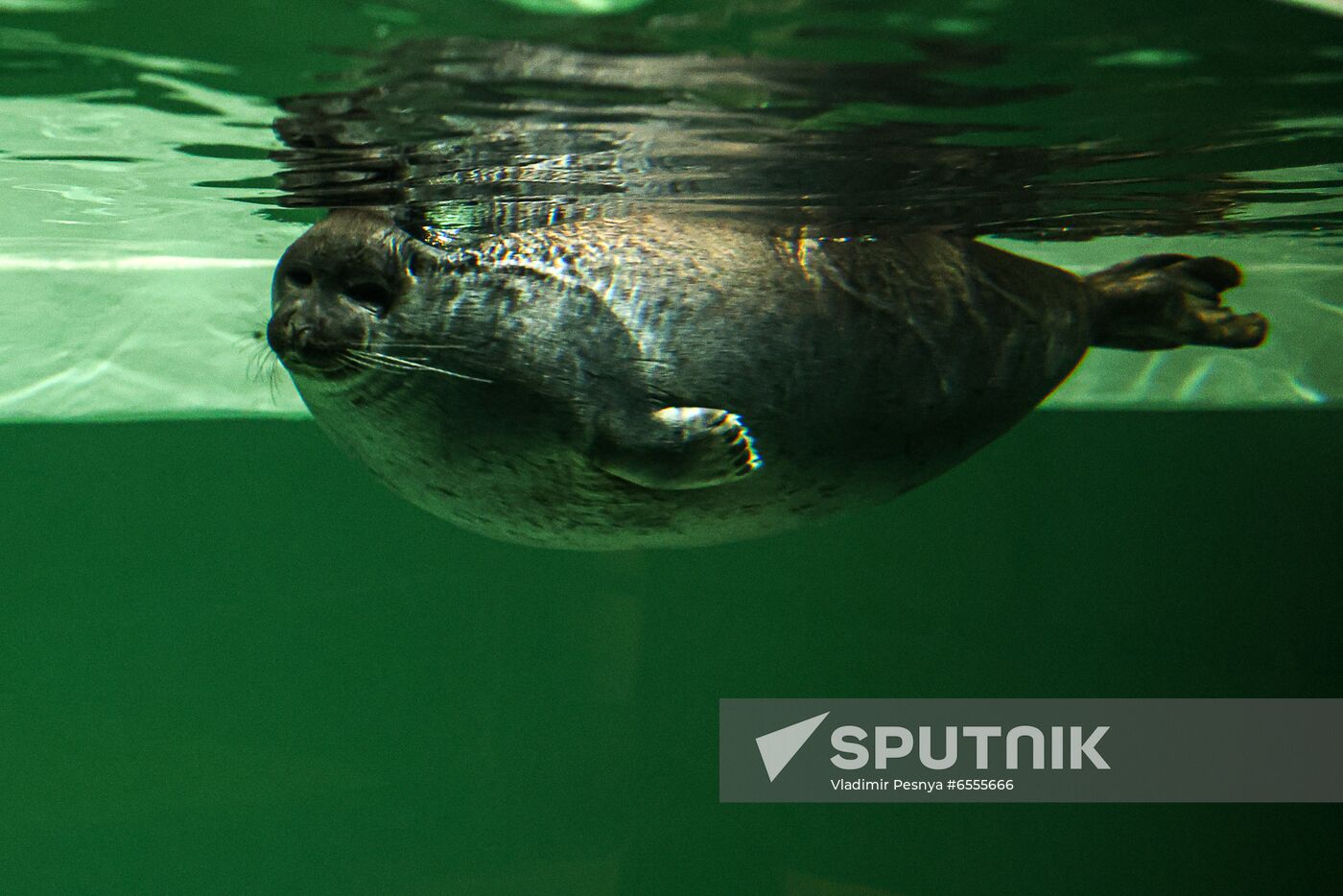 Russia Zoo