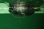 Baikal seal swims in the aviary of the Moskvarium Center for Oceanography and Marine Biology, at the Exhibition of Achievements of National Economy (VDNH) in Moscow, Russia. Location: Russia, Moscow. Author: Vladimir Pesnya/Sputnik. Russia Zoo