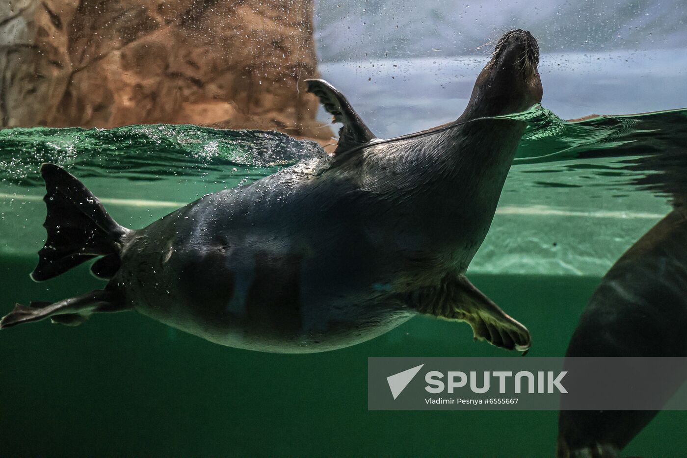 Russia Zoo