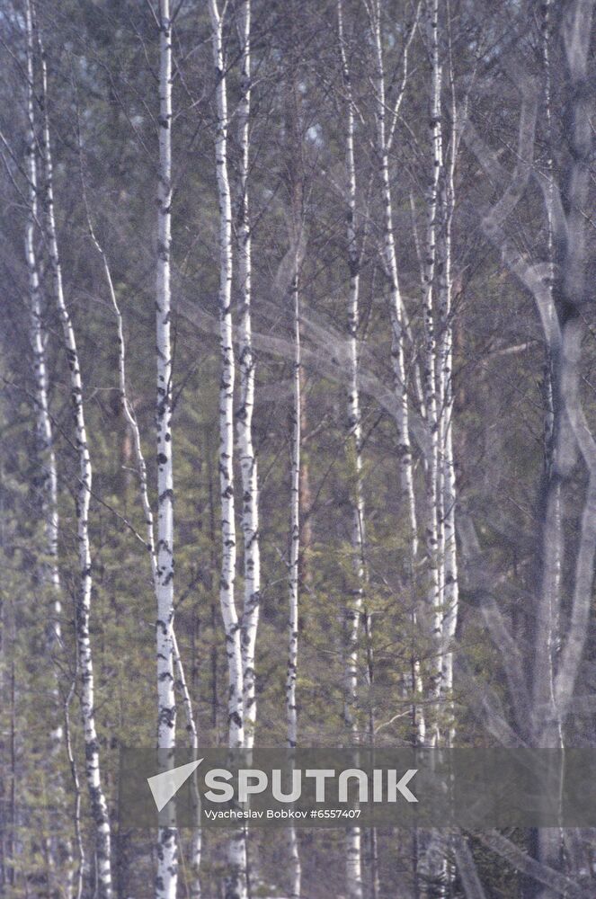 Central Forest State Nature Biosphere Reserve