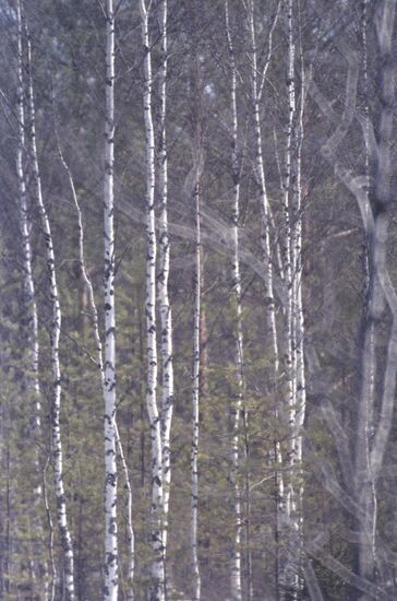 Central Forest State Nature Biosphere Reserve