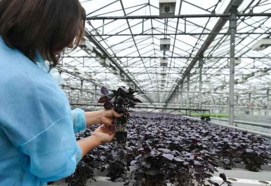 Russia Agriculture