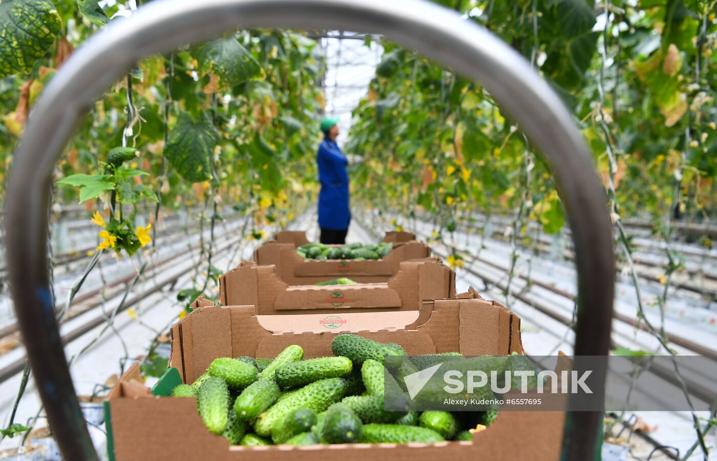 Russia Agricultural