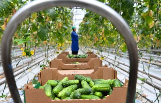 Russia Agricultural