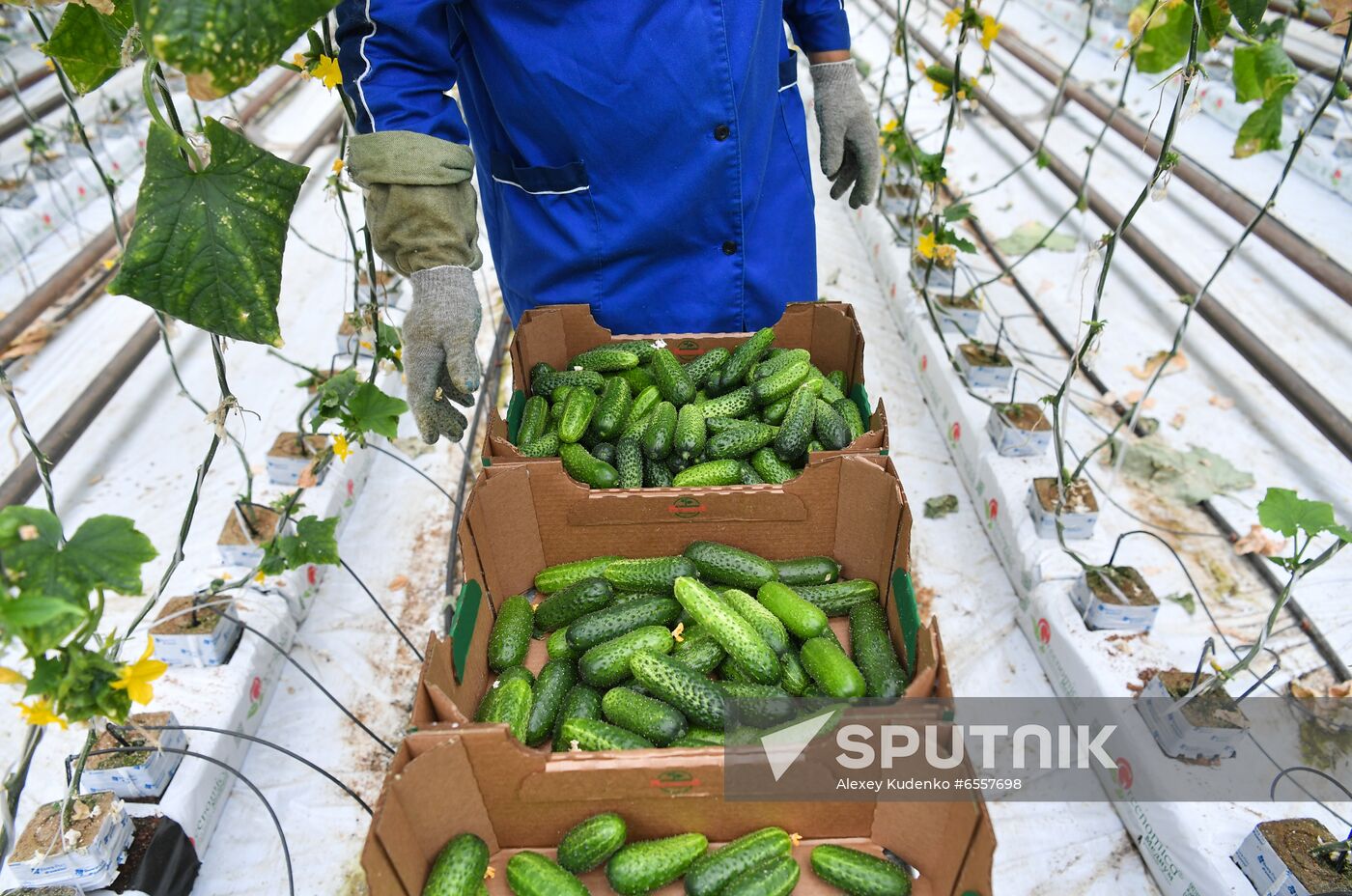 Russia Agricultural