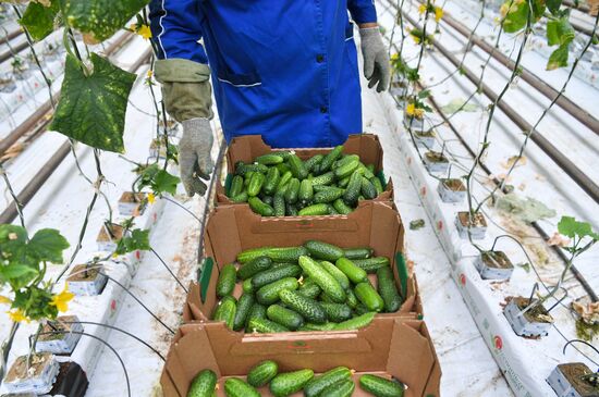 Russia Agricultural