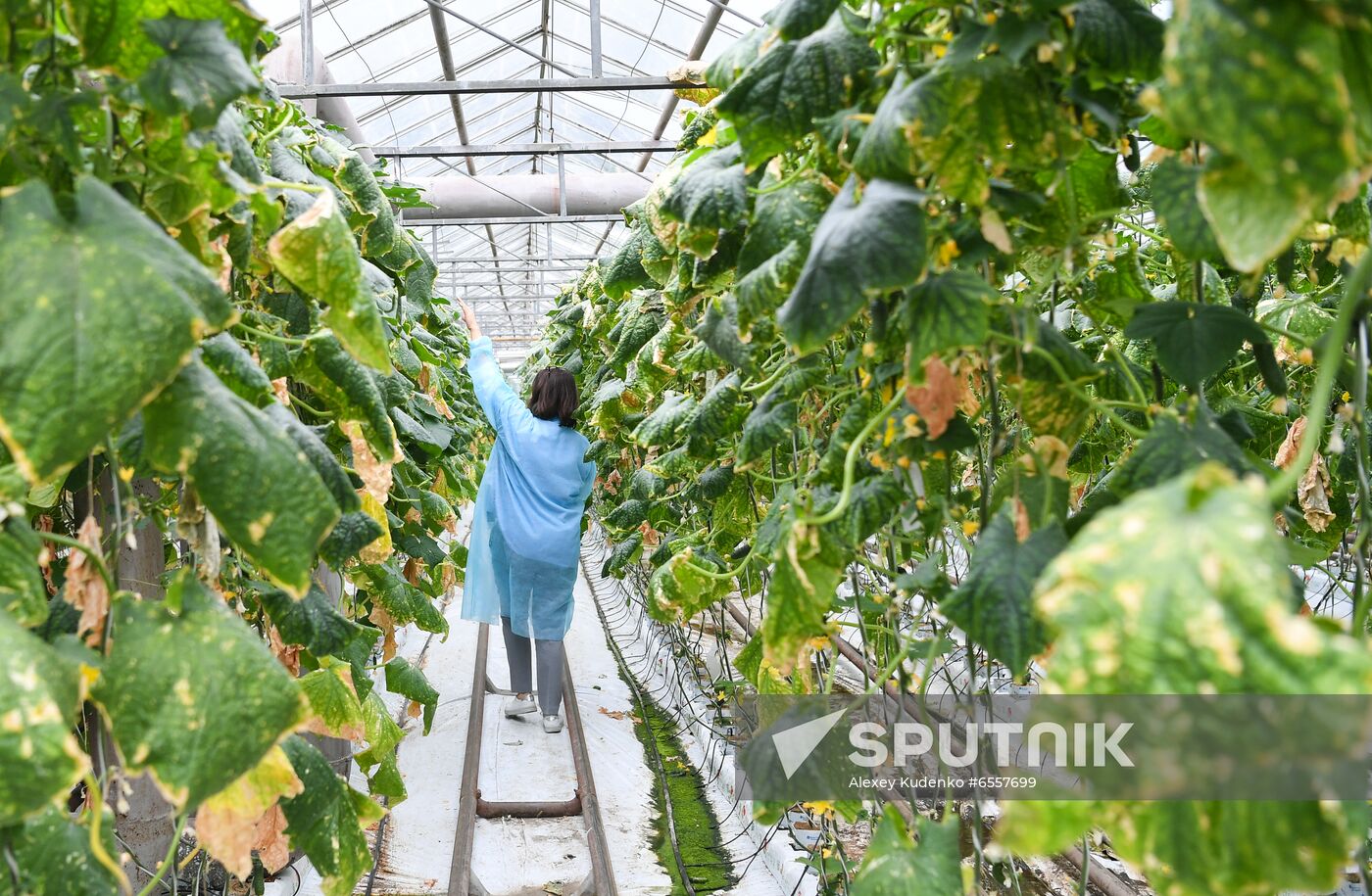Russia Agricultural