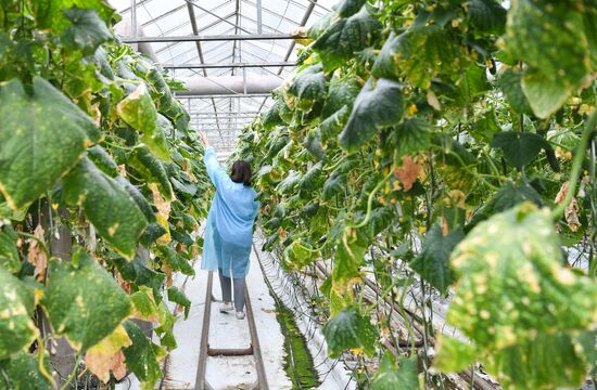 Russia Agricultural