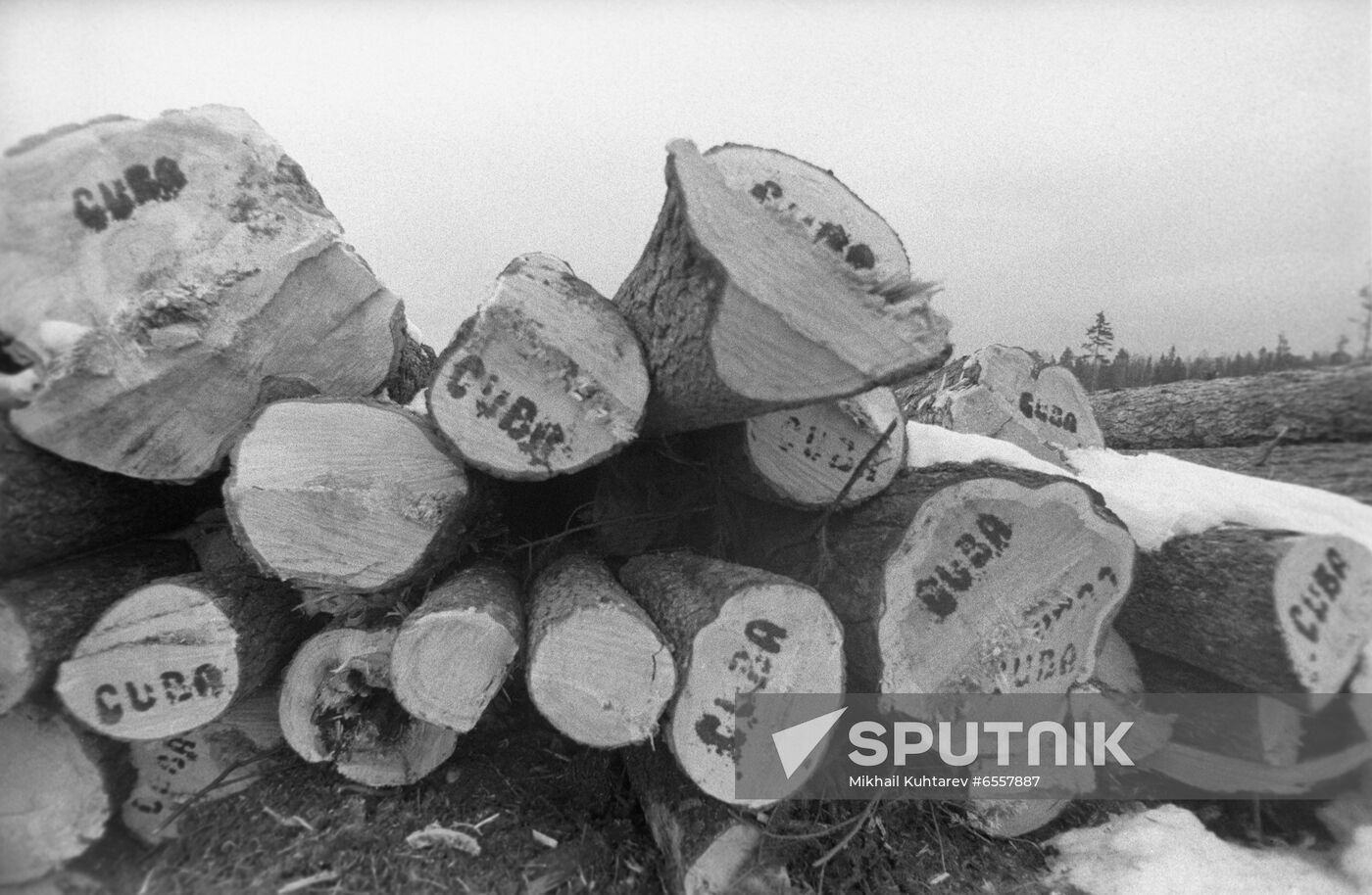 Blagoyevo logging company