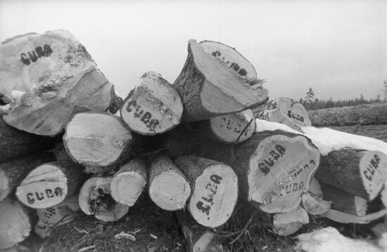 Blagoyevo logging company