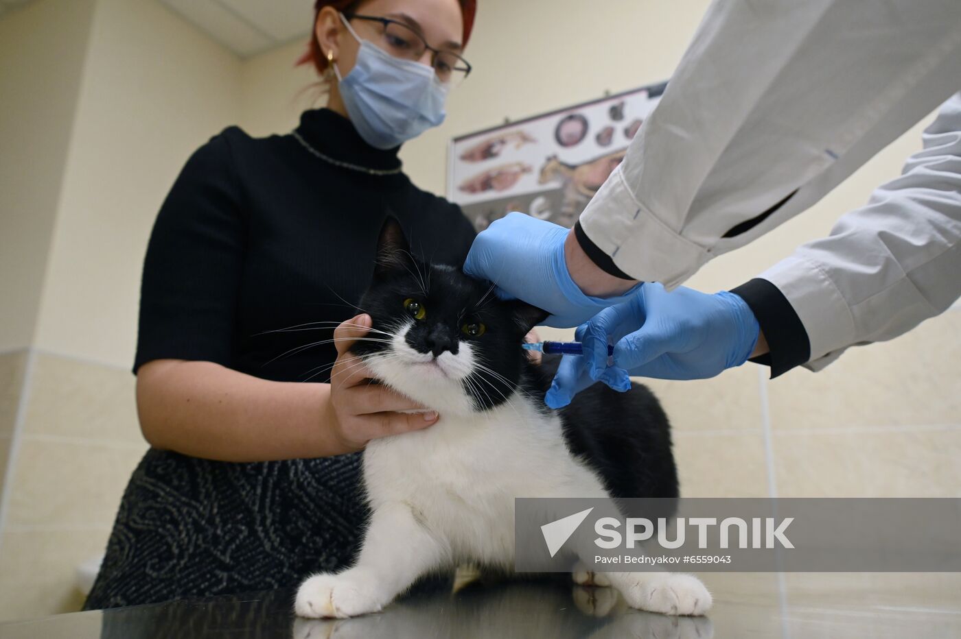 Russia Coronavirus Animals Vaccination