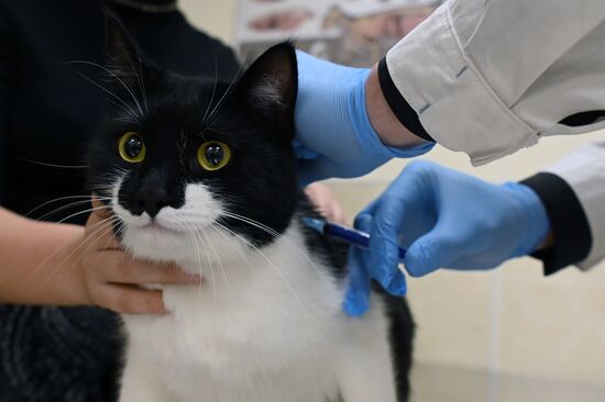 Russia Coronavirus Animals Vaccination