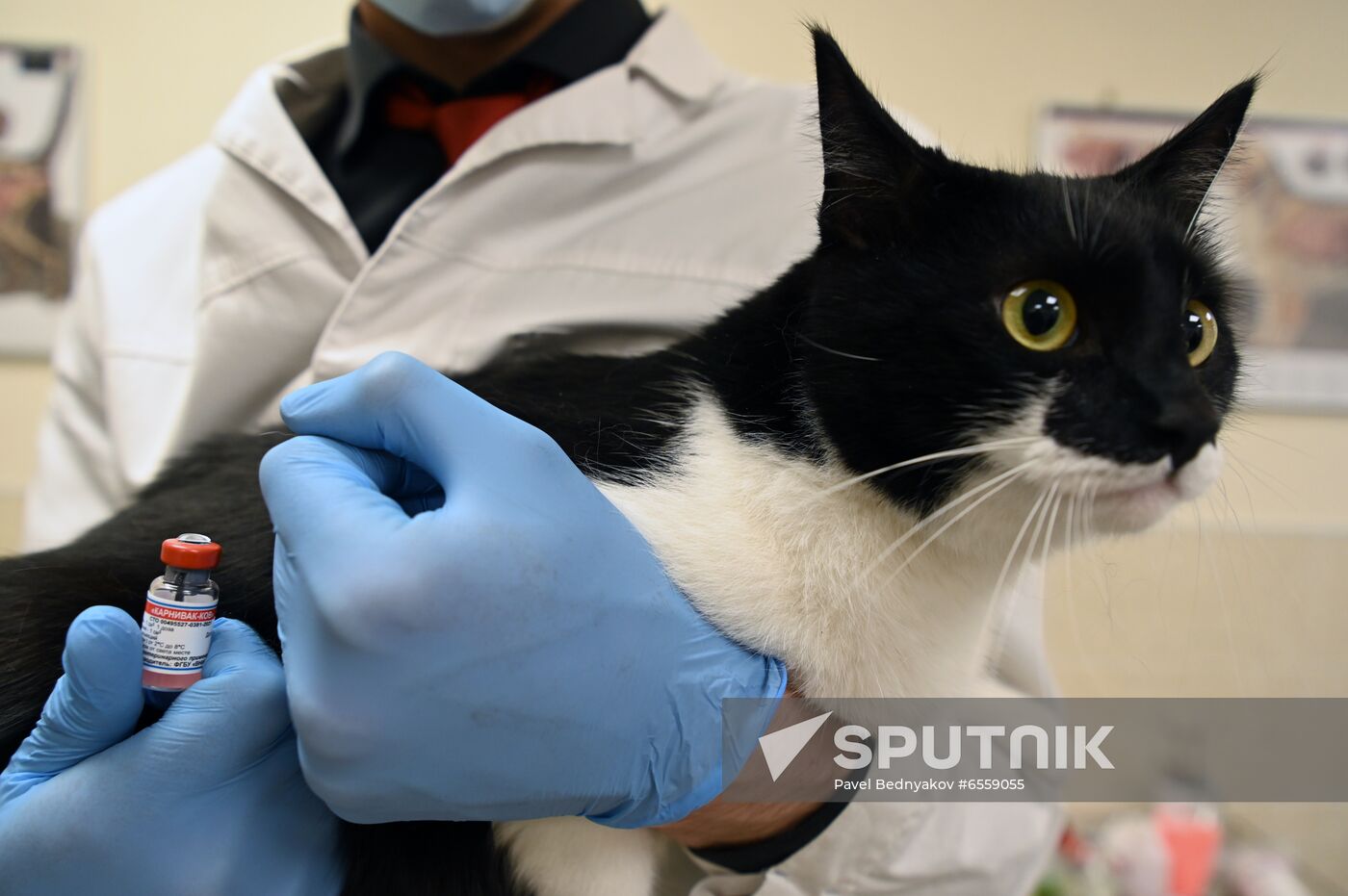 Russia Coronavirus Animals Vaccination