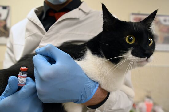 Russia Coronavirus Animals Vaccination