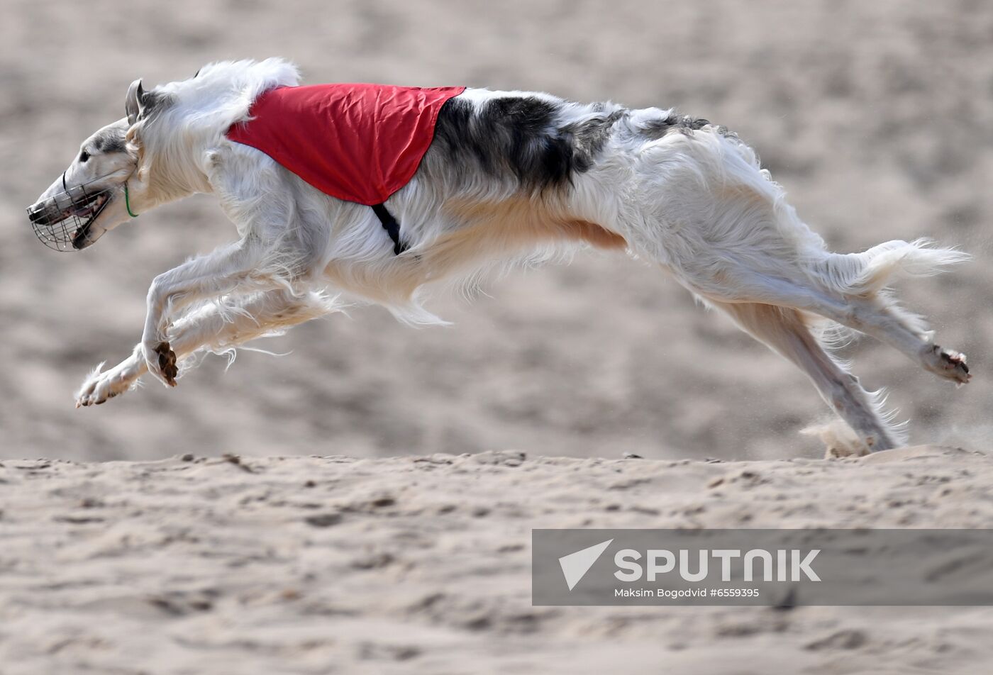 Russia Lure Coursing