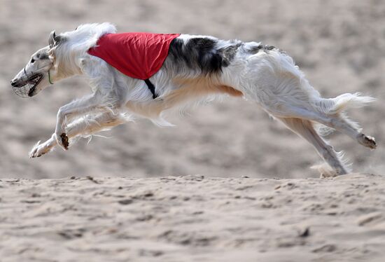 Russia Lure Coursing