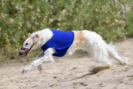 Russia Lure Coursing