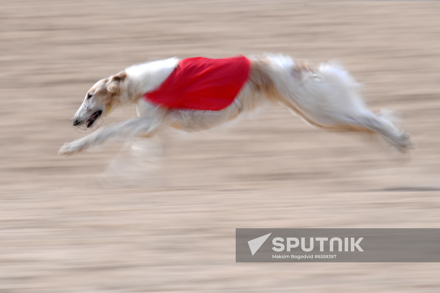 Russia Lure Coursing