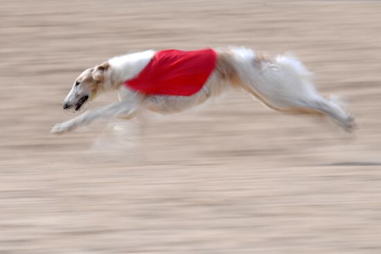 Russia Lure Coursing