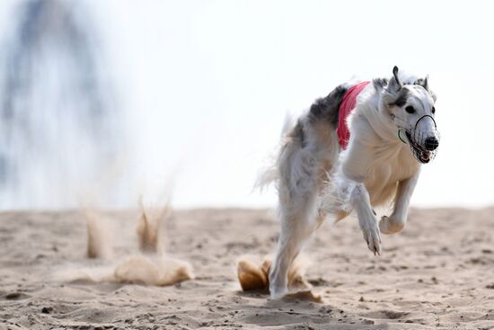 Russia Lure Coursing