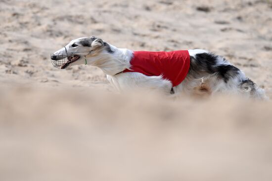 Russia Lure Coursing