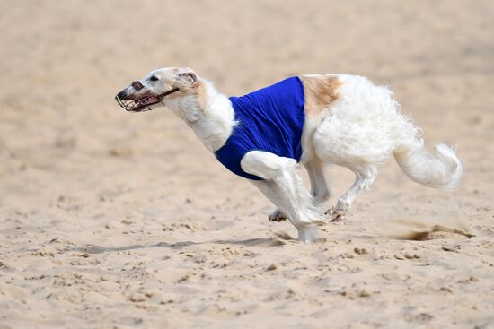 Russia Lure Coursing