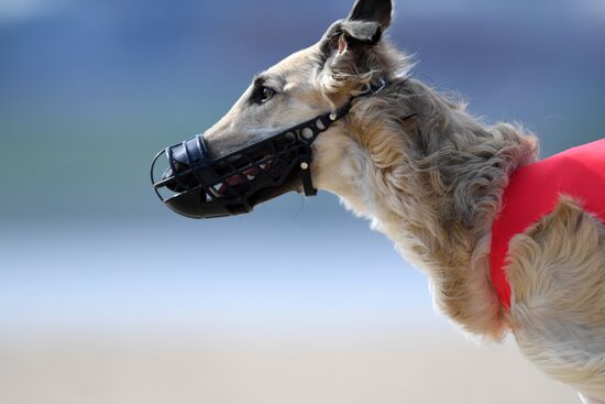 Russia Lure Coursing